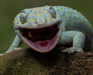 Gecko Laughing