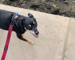 Enjoying Walking By The River