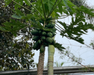 Noticing The Papayas