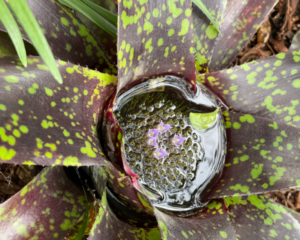 Noticing The Water In The Bromeliad